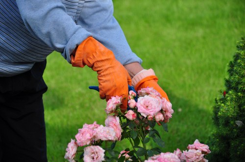 Close-up of a trimmed lawn edge after service